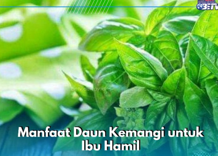 Daun Kemangi Ampuh Meningkatkan Pertumbuhan Janin, Cek Manfaat Lainnya untuk Ibu Hamil