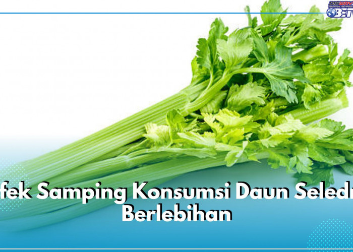 Waspadai 4 Efek Samping Konsumsi Seledri Berlebihan Ini, Bisa Sebabkan Masalah Ginjal, Gunakan Seperlunya!