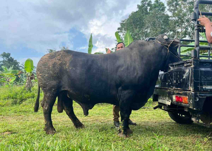 Sapi Jumbo 1 Ton dari Bengkulu Selatan Berpeluang Jadi Kurban Presiden