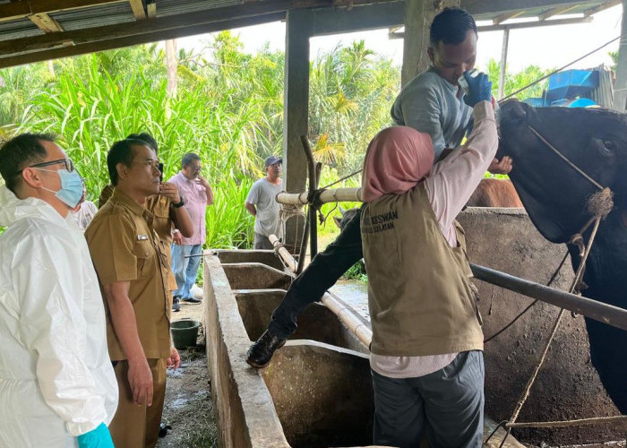 Pemeriksaan Rampung, 1.818 Hewan Kurban di Bengkulu Selatan Dinyatakan Bebas Penyakit