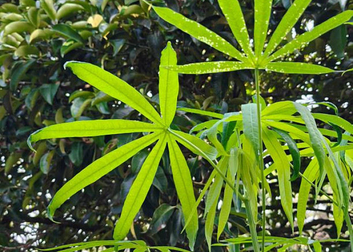 Konsumsi Daun Singkong Berlebihan Picu Tubuh Terserang Efek Samping, Ini Penjelasannya!