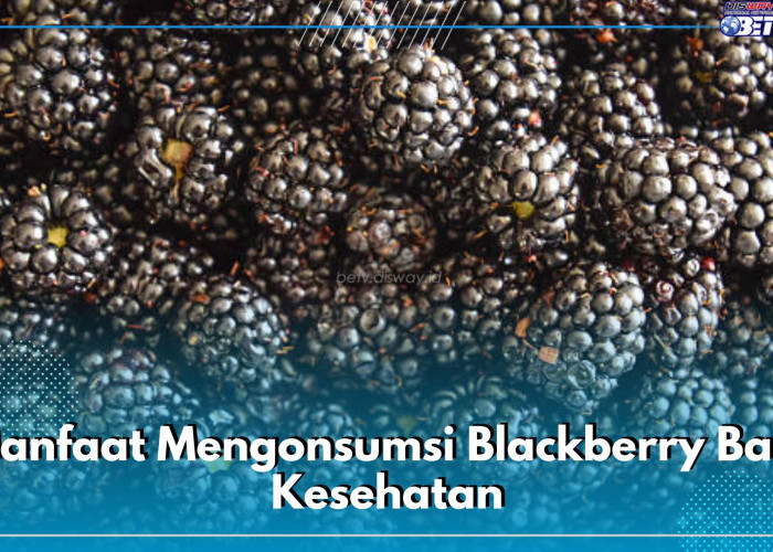 Ampuh Mengatasi Beragam Penyakit, Cek 7 Manfaat Mengonsumsi Blackberry Bagi Kesehatan Tubuh