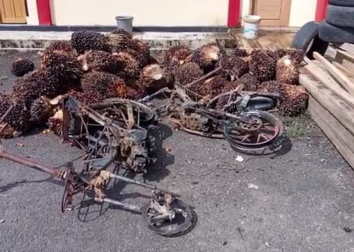 Maling Sawit Kabur, Sepeda Motor Dibakar Pemilik Kebun