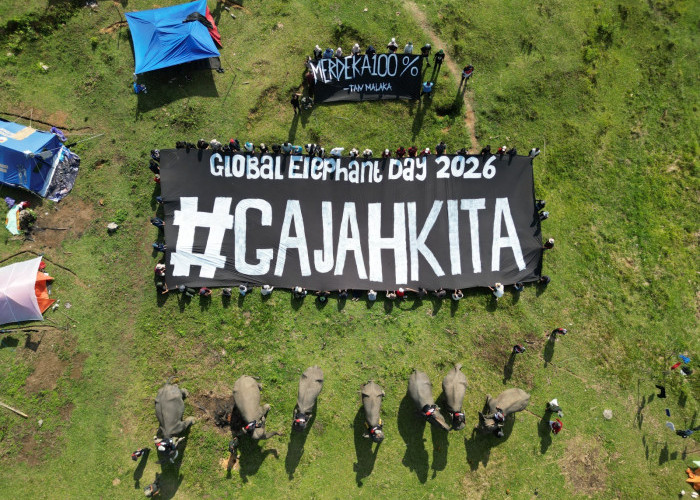 Bentang Seblat Terancam, Koalisi Desak 80 Ribu Hektare Habitat Gajah Jadi Suaka Margasatwa