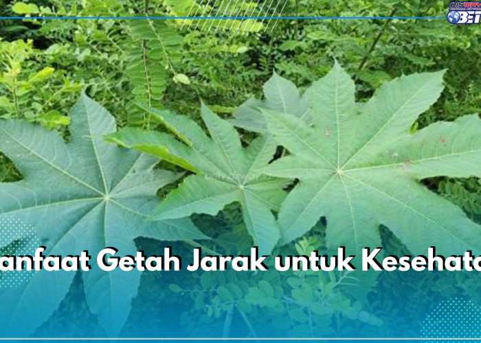 Ajaib! Ini 5 Manfaat Getah Jarak untuk Kesehatan, Bisa Atasi Nyeri