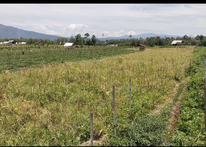 Irigasi Putus, 500 Hektar Sawah Jadi Kebun Sayur