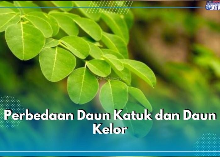 Sekilas Mirip, Ini 5 Perbedaan Daun Katuk dan Daun Kelor yang Perlu Kamu Ketahui