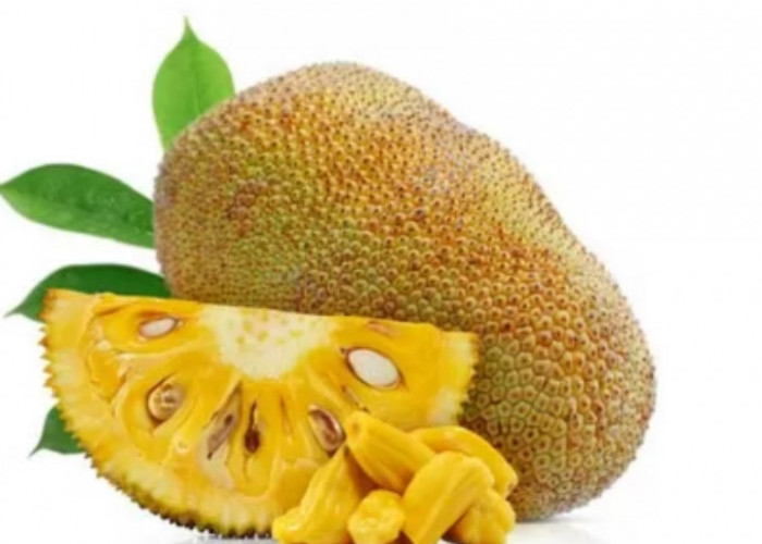 Katanya Konsumsi Nangka Berlebihan Bisa Picu Rasa Kantuk, Benarkah? Ini Jawabannya!