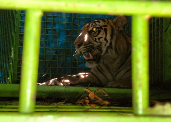 Mangsa Hewan Ternak dan Hebohkan Masyarakat, Harimau Sumatera Masuk Perangkap