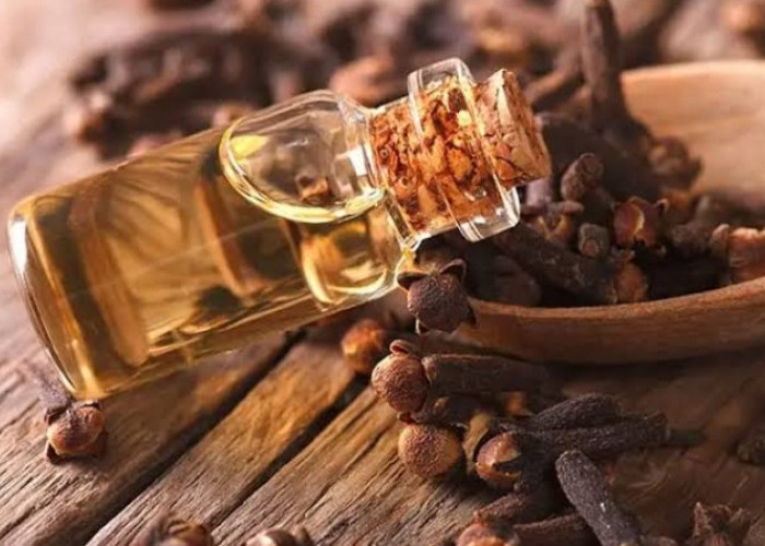 Bagus untuk Tubuh dan Kulit, Cek Disini Ragam Manfaat Minyak Cengkeh untuk Kesehatan 