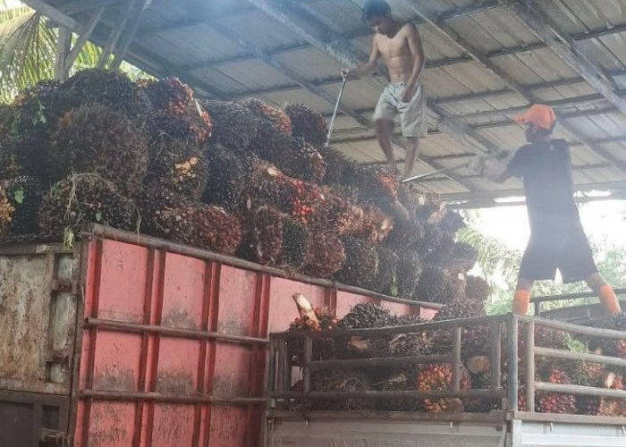 Harga TBS Merangkak Naik, Petani Sawit Seluma Kembali Aktif Panen