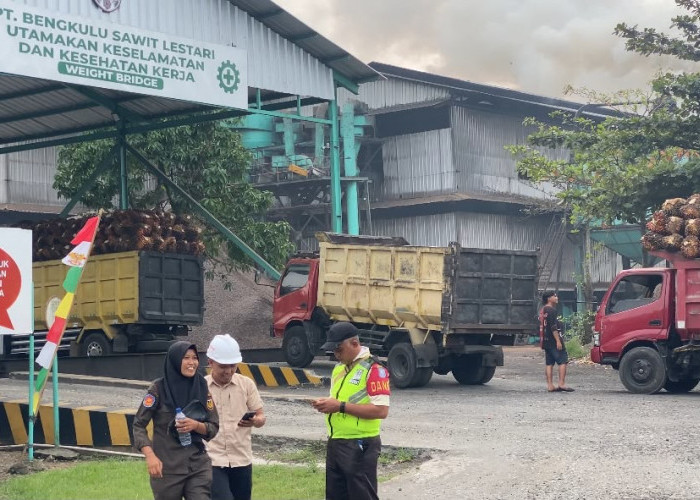 Harga TBS Sawit Bengkulu Selatan Bertahan, PT BSL Rp2.930 per Kilogram 