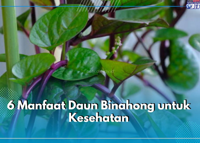 6 Manfaat Daun Binahong untuk Kesehatan, Mampu Menyembuhkan Luka Alami hingga Masalah Jantung