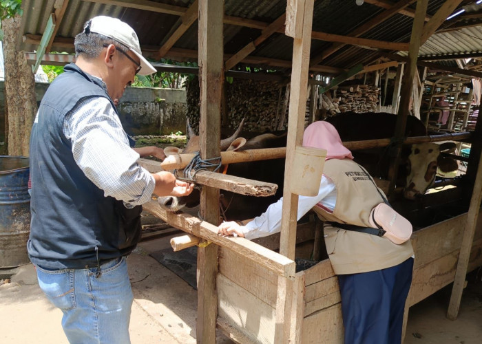 Iduladha 2026, Distan Bengkulu Selatan Verifikasi Kelayakan 896 Hewan Kurban