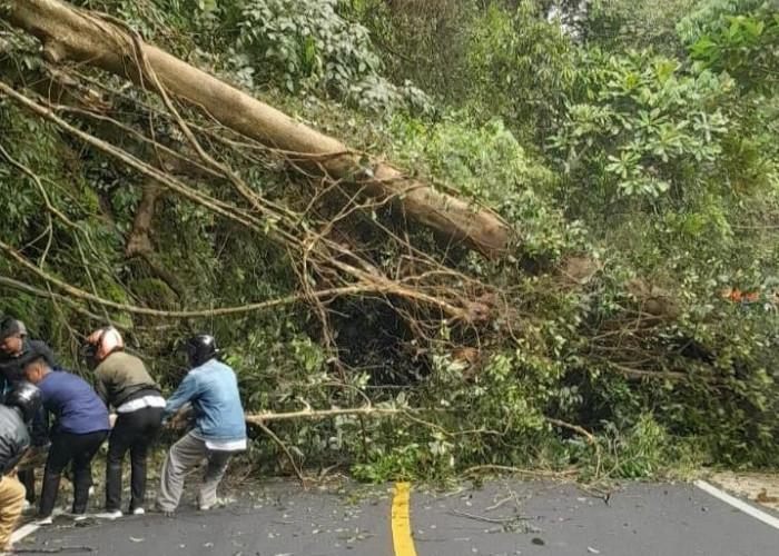 Pohon Tumbang di Jalan Lintas Bengkulu-Kepahiang Sempat Alami Kemacetan Total
