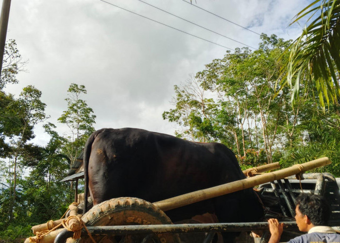 Berkah Harga Kopi Meroket, Desa Talang Empat di Seluma Cetak Rekor Potong 19 Hewan Kurban