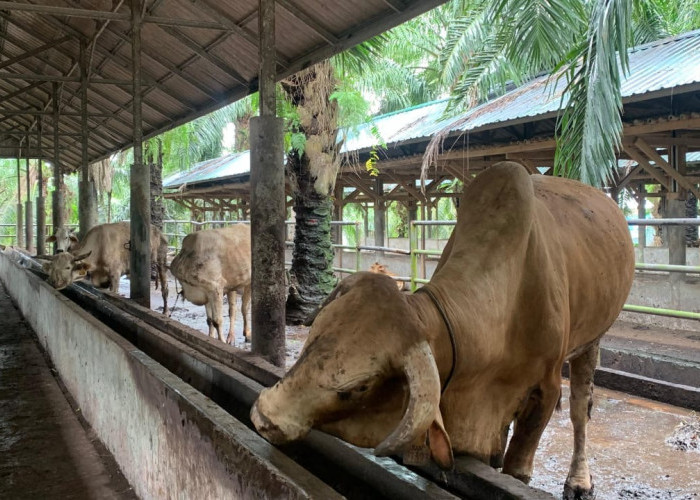 Update Kasus PMK di Kota Bengkulu 23 Januari: 16 Ekor Sapi Terjangkit