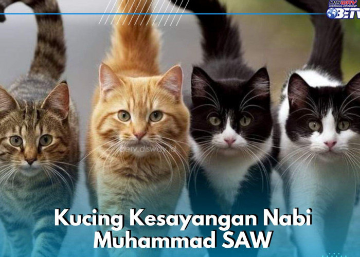 Ternyata Karena Ini Kucing Menjadi Kesayangan Nabi Muhammad SAW, Kamu Perlu Tahu!