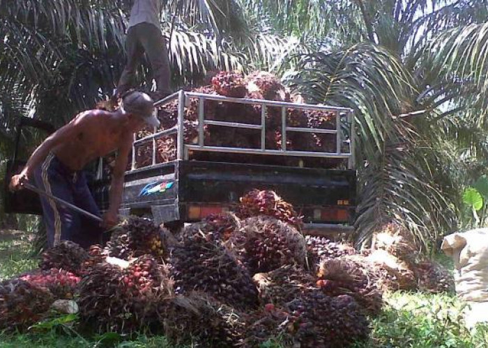 Harga 2 Komoditas Pertanian di Seluma: TBS Sawit Turun, Biji Kopi Makin Naik