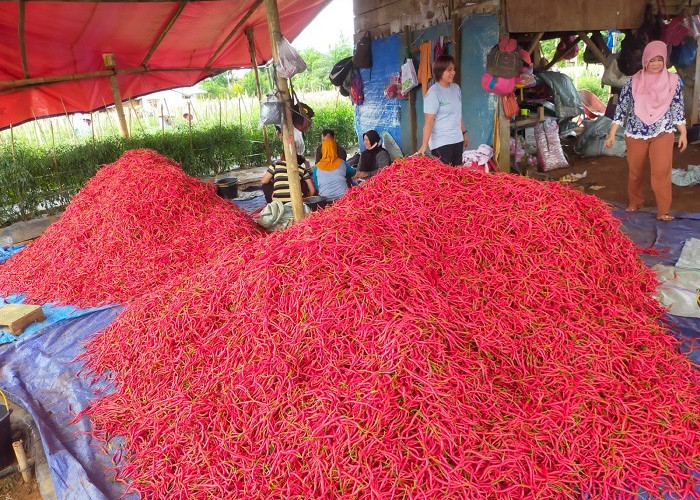 Harga Cabai Merah di Seluma Makin Pedas 