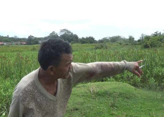 Aksi Pencurian 2 Ekor Sapi di Kota Bengkulu Kepergok Pemilik, Sebut Sudah Empat Kali Terjadi