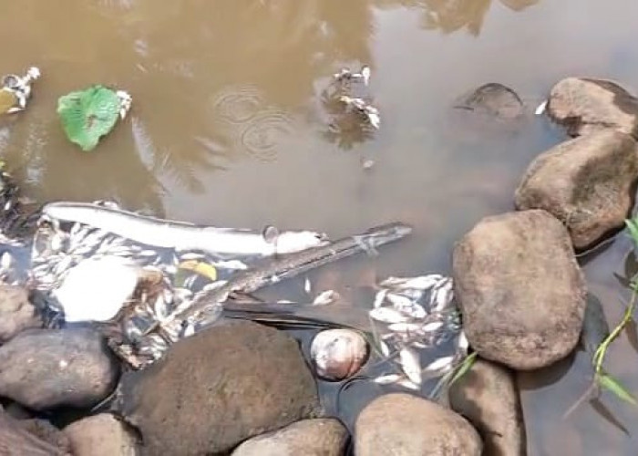 Ribuan Ikan di Sungai Lawang Agung Mati Mendadak