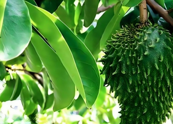 Kerap Dijadikan Obat Tradisional, Ini Segudang Manfaat Daun Sirsak untuk Kesehatan 
