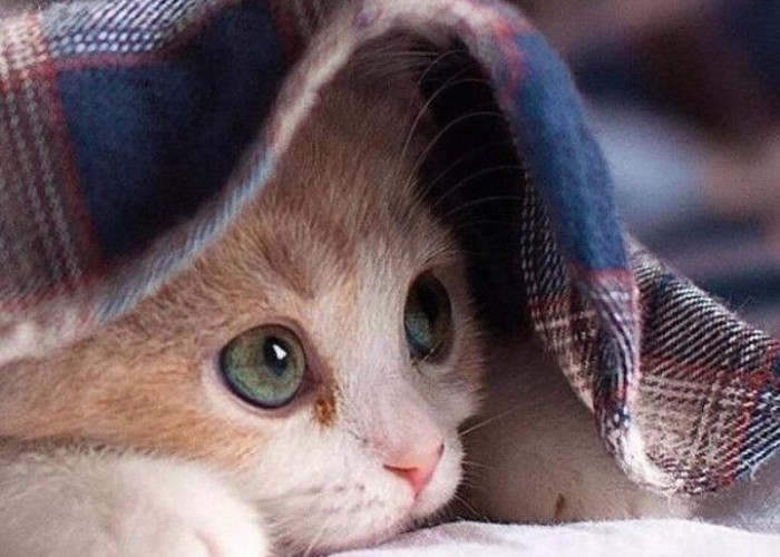 Pecinta Anabul Perlu Tahu, Ini Alasan Kenapa Kucing Tidak Masuk Surga Menurut Islam