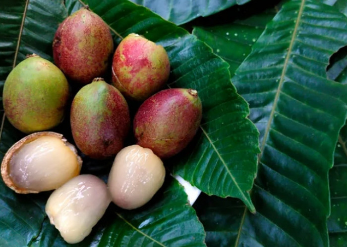 Sumber Antioksidan, Cek Disini 5 Manfaat Buah Matoa untuk Kesehatan Tubuh 