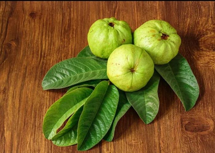Cukup Mudah, Ini Cara Tepat Gunakan Daun Jambu Biji untuk Obat Herbal