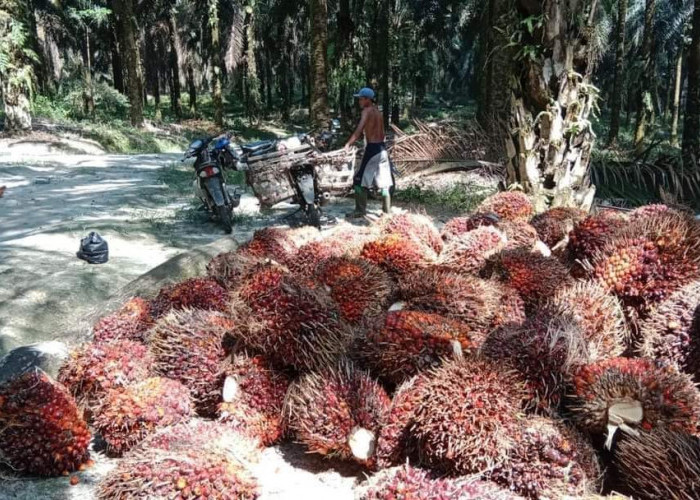 Harga TBS Periode September di Provinsi Bengkulu Ditetapkan Rp 2.602,13 per Kilogram