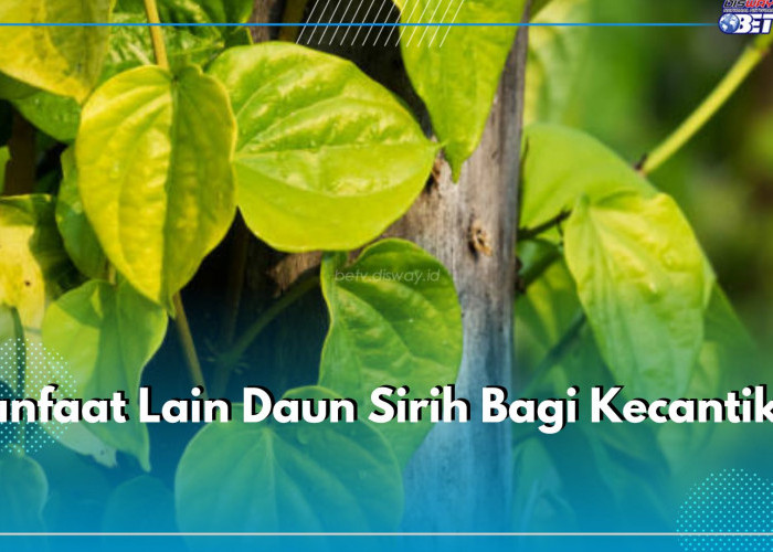 Ada Kandungan Anti Bakteri Cegah Jerawat, Inilah 5 Manfaat Lain Daun Sirih Bagi Kecantikan