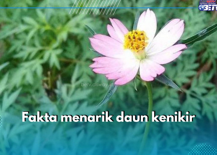 6 Fakta Menarik Daun Kenikir, Punya Julukan Tumbuhan Umur Panjang, Cek Fakta Lainnya di Sini!