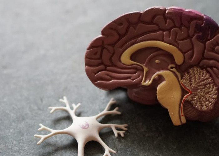 Bisa Berdampak pada Kinerja Otak, Simak Bahaya Begadang bagi Kecerdasan Manusia