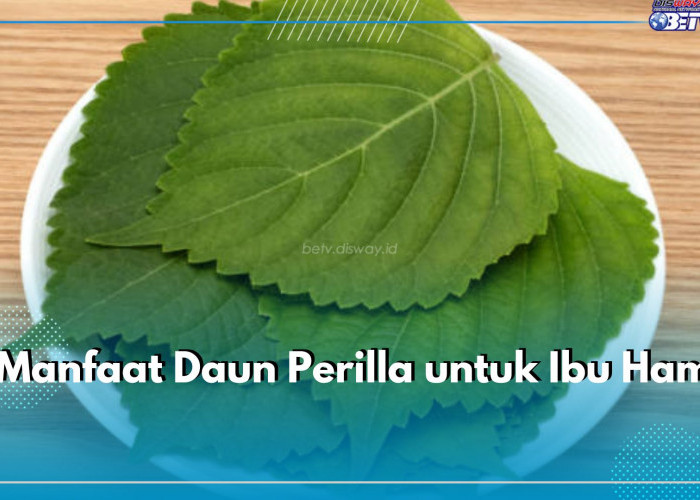 7 Manfaat Daun Perilla untuk Ibu Hamil, Baik bagi Tumbuh dan Kembang Janin dalam Kandungan