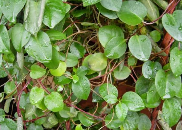 Jaga Kesehatan Tubuh dengan Mengonsumsi Daun Binahong, Cek Manfaatnya Disini!