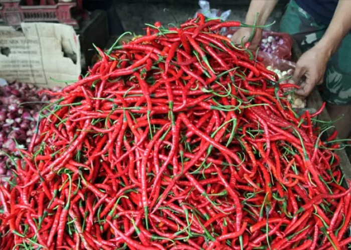 Harga Cabai Merah di Seluma Turun Jadi Rp25 Ribu per Kilogram