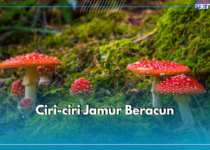 Wajib Tahu! Ini 6 Ciri Jamur Beracun yang Jangan Sekali-kali Dikonsumsi