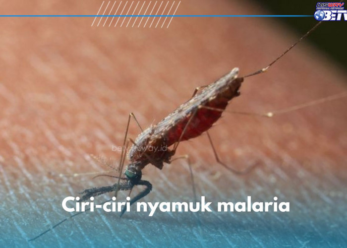 6 Ciri-ciri Nyamuk Anopheles Penyebab Malaria, Miliki Warna dan Bentuk Seperti Ini 