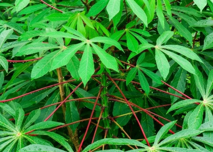 Tak Banyak yang Tahu! Ini 5 Tawaran Manfaat Daun Singkong untuk Dunia Kecantikan