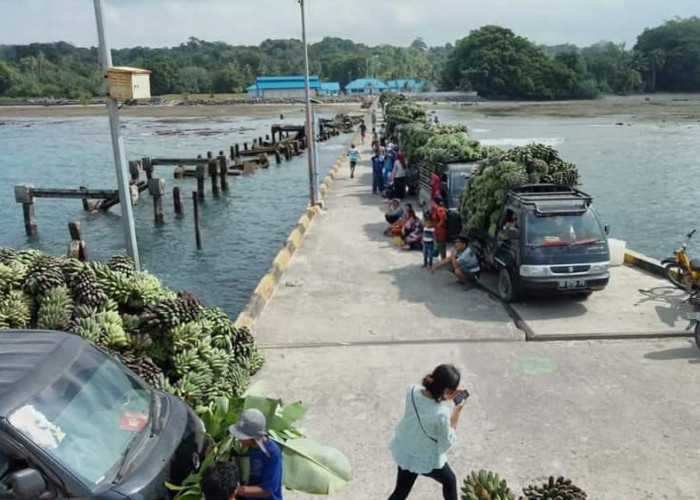 Kapal Tak Bisa Masuk, 8 Ton Pisang di Pulau Enggano Terbuang Sia-sia