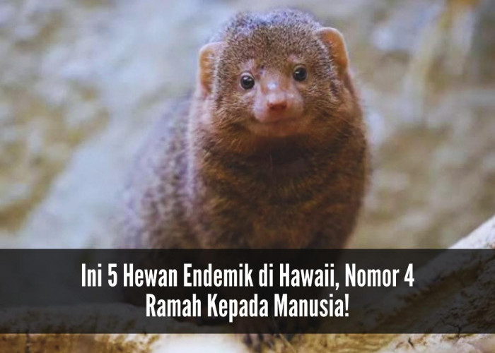 Termasuk Langka! Ini 5 Hewan Endemik di Hawaii, Nomor 4 Ramah Kepada Manusia