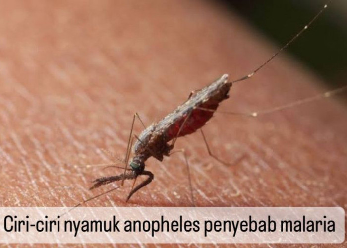 6 Ciri-ciri Nyamuk Malaria yang Harus Diketahui, Mulai dari Warna hingga Masa Hidup, Yuk Cek