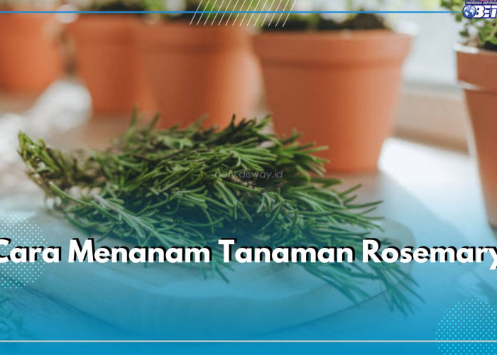 Ingin Budidaya Tanaman Rosemary? Simak Cara Menanamnya di Sini, Pilih Lokasi yang Tepat