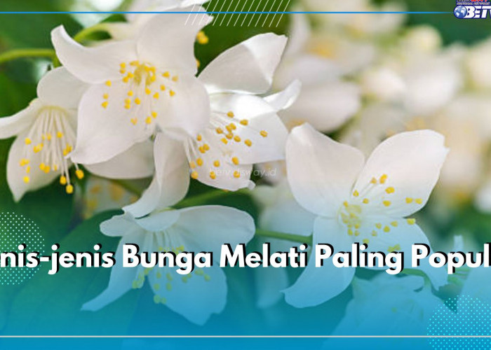 Berbunga Sepanjang Tahun, Ini 7 Jenis Bunga Melati Paling Populer di Dunia