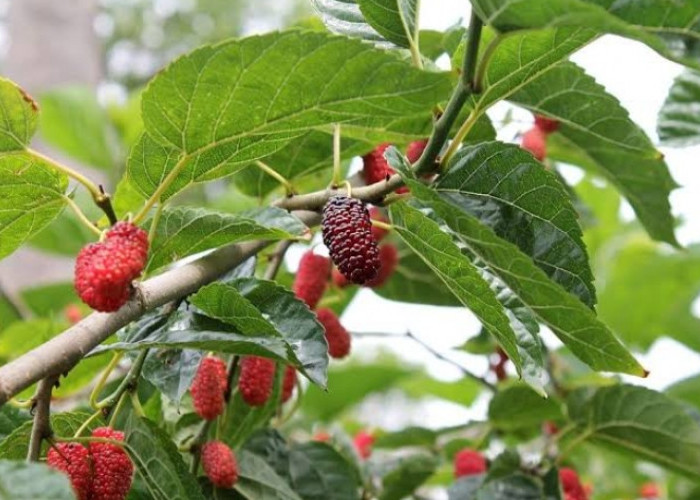 Tinggi Vitamin C, Cek Disini Manfaat Daun Murbei untuk Kesehatan Tubuh Anda!