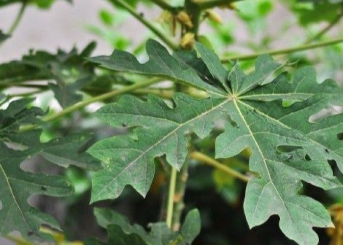 Cek Manfaat Daun Pepaya untuk Kesehatan Tubuh, Pahit tetapi Kaya Nutrisi