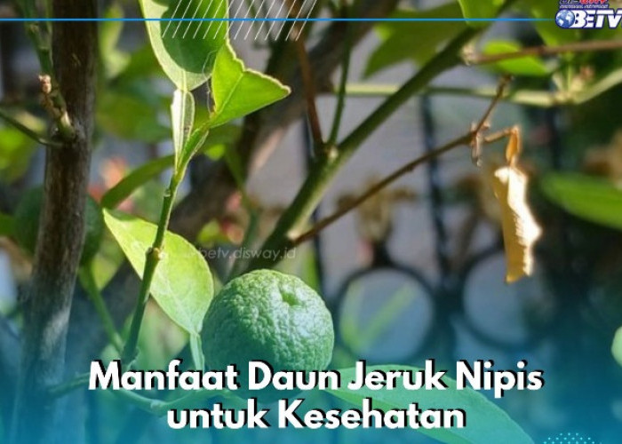 Daun Jeruk Nipis Baik untuk Mengurangi Stres dan Menurunkan Peradangan, Ini Manfaat Lengkapnya