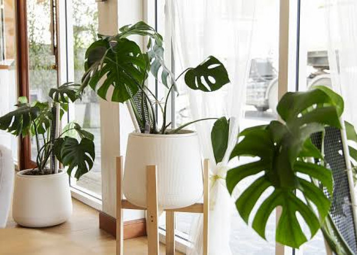 Ini Dia 7 Tanaman Hias Penyejuk Ruangan Alami, Buat Udara di Dalam Rumah Makin Adem