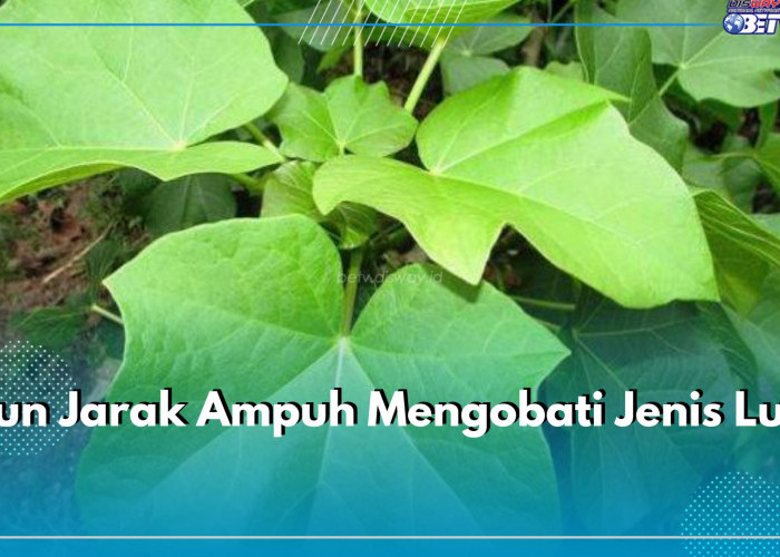 Daun Jarak Ampuh Mengobati Jenis Luka, Mulai dari Luka ringan hingga Luka Berat, Simak di Sini